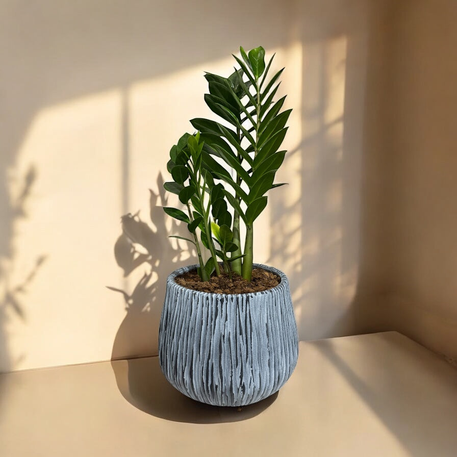 Shale Luxe